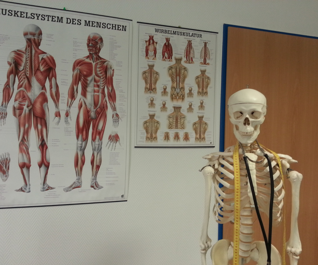 Skeletal Muscle
